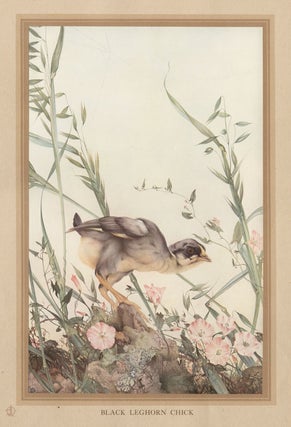 Item #1790 Detmold - Black Leghorn Chick. After Edward J. Detmold