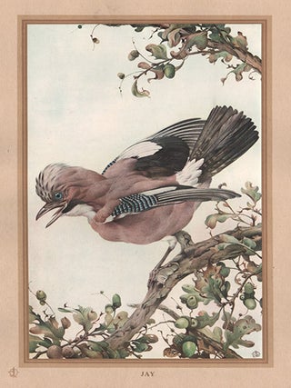 Item #1791 Detmold - Jay. After Edward J. Detmold