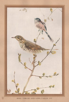 Item #1792 Detmold - Song Thrush and Long-Tailed Tit. After Edward J. Detmold
