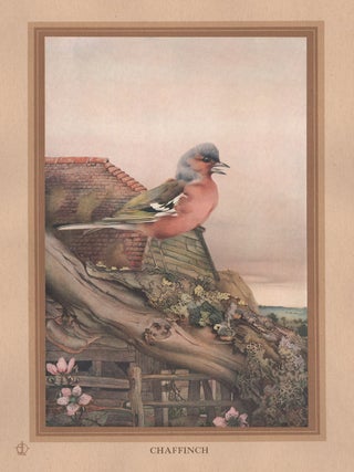 Item #1793 Detmold - Chaffinch. After Edward J. Detmold