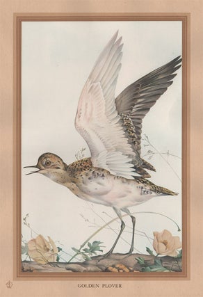 Item #1794 Detmold - Golden Plover. After Edward J. Detmold