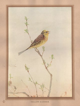 Item #1795 Detmold - Yellow-Hammer. After Edward J. Detmold