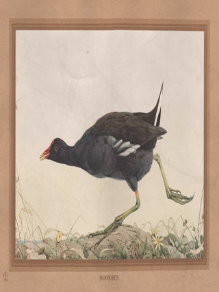 Item #1797 Detmold - Moorhen. After Edward J. Detmold