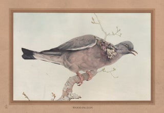 Item #1798 Detmold - Wood-Pigeon. After Edward J. Detmold