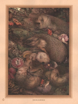 Item #1799 Detmold - Hedgehogs. After Edward J. Detmold