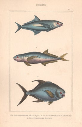 Item #1803 Poissons (Fish). Anon