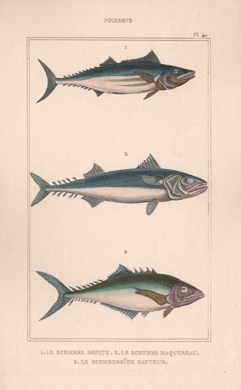 Poissons Fish | Anon
