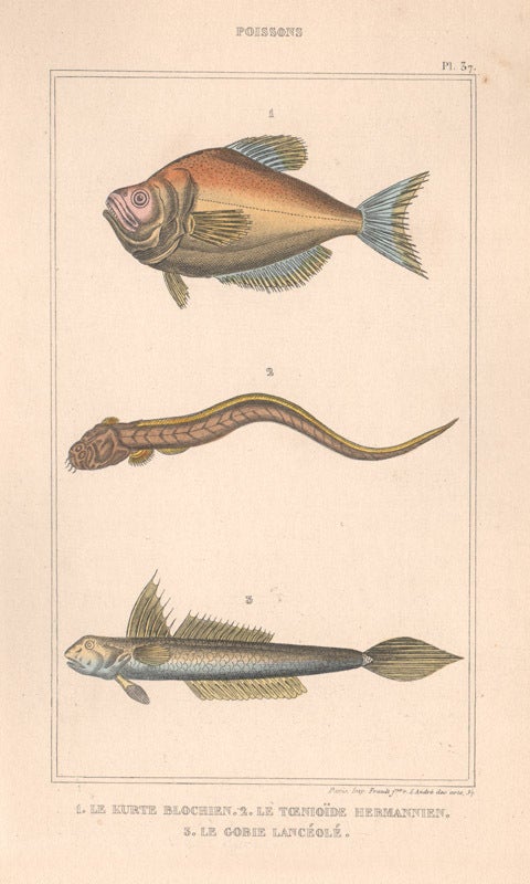 Poissons Fish | Anon