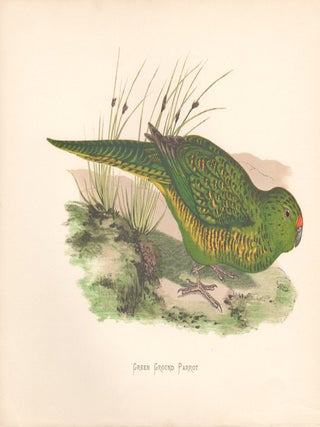 Item #1812 Green Ground Parrot (New Zealand). Benjamin Fawcett, after Alexander Francis Lydon