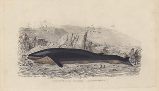 Item #1839 Balennottero Rorqual (Whale). Anon