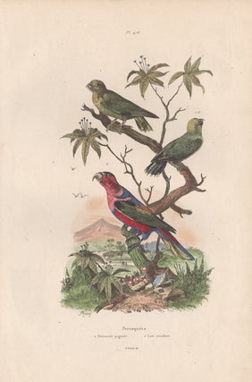 Item #1840 Pygmy Parrot and Three Coloured Lorikeet. After A. Fries