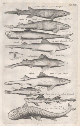 Item #1865 Johnston - Sharks. Anon