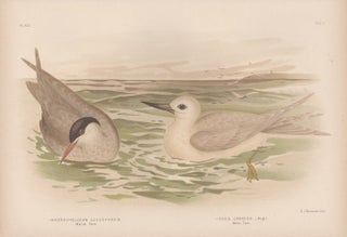Item #1878 Broinowski - Marsh Tern and White Tern. Gracius Joseph Broinowski