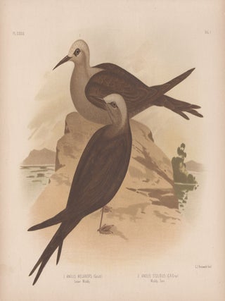 Item #1879 Broinowski - Lesser Moddy and Moddy Tern. Gracius Joseph Broinowski