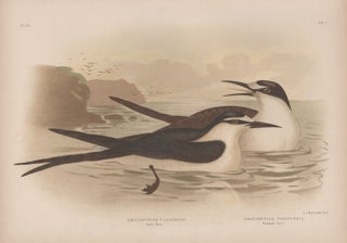 Item #1880 Broinowski - Sooty Tern and Panayan Tern. Gracius Joseph Broinowski