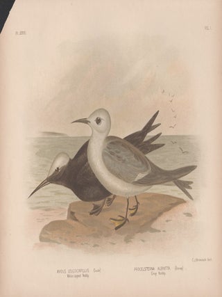Item #1881 Broinowski - White-capped Noddy and Grey Noddy. Gracius Joseph Broinowski