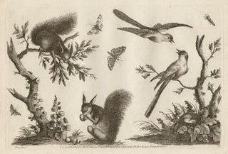 Item #2140 The Ladies Amusement - Birds and Squirrels. After Fenn