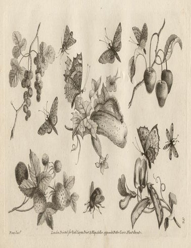Item #2141 The Ladies Amusement - Butterflies and Fruit. After Fenn.