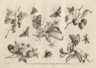 Item #2141 The Ladies Amusement - Butterflies and Fruit. After Fenn
