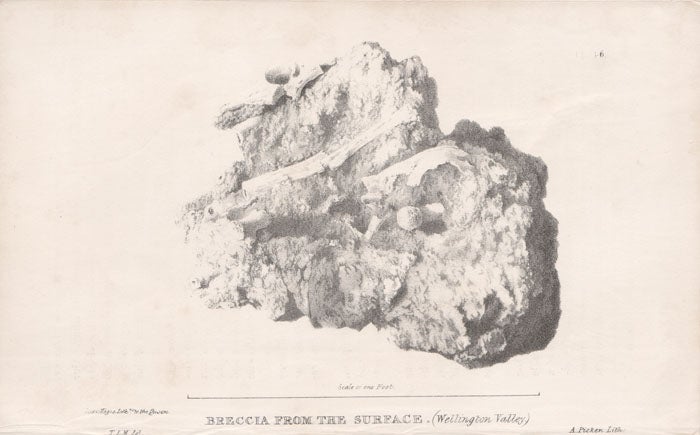 Item #2475 Breccia from the surface (Wellington Valley). A Picken after Major Thomas Livingstone Mitchell.