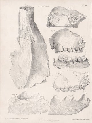 Item #2477 Fossil Remains. After Major Thomas Livingstone Mitchell