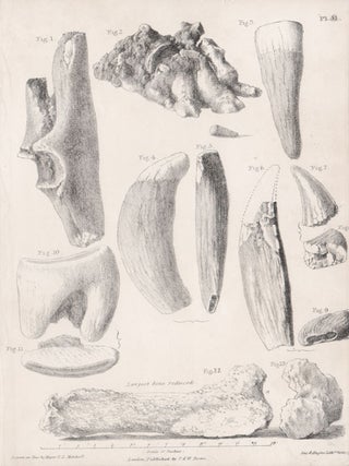 Item #2478 Fossil Remains. After Major Thomas Livingstone Mitchell