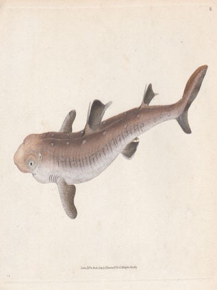Item #2509 Spine-backed Shark (Squalus Acanthias). Edward Donovan