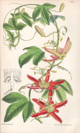 Item #2537 Passiflora Cinnabarina. Walter Hood Fitch