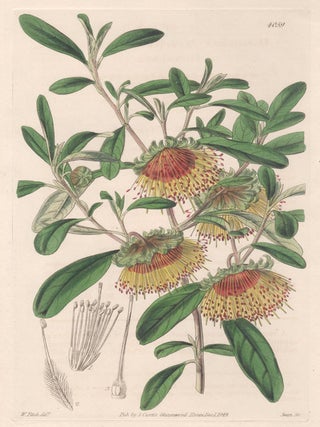 Item #2538 Diplolaena Dampieri - Dampier's Diplolaena. Swan after Walter Hood Fitch