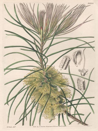 Item #2540 Callistemon Pinifolium - Pine-leaved Callistemon. Swan after Walter Hood Fitch