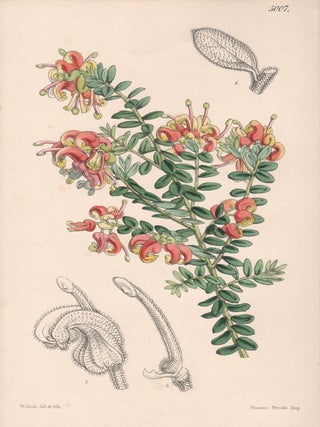 Item #2542 Grevillea Alpestris - Mountain Grevillea. Walter Hood Fitch