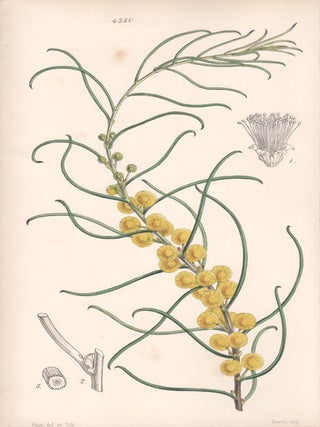 Item #2544 Acacia Leptoneura - Slender-nerved Acacia. Walter Hood Fitch