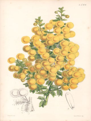 Item #2545 Acacia Hispidissima - Hispid Acacia. Walter Hood Fitch