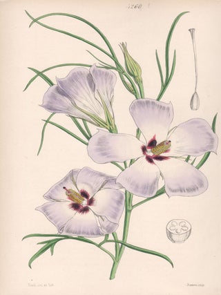 Item #2546 Fugosia Hakeaefolia - Hakea-leaved Fugosia (Alyogyne hakeifolia). Walter Hood Fitch