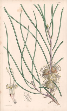 Item #2547 Hakea Scoparia - Broom-like Hakea. Walter Hood Fitch