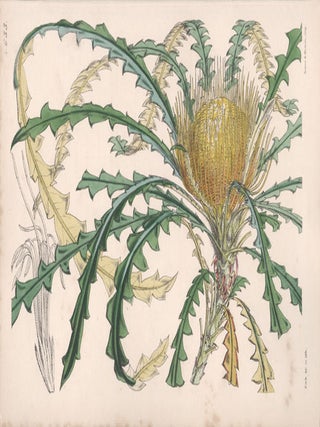 Item #2549 Dryandra Nobilis - Handsome Dryandra (now Banksia nobilis). Walter Hood Fitch