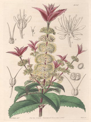 Item #2550 Acrophyllum Verticillatum - Whorl-leaved Acrophyllum. Swan after Walter Hood Fitch
