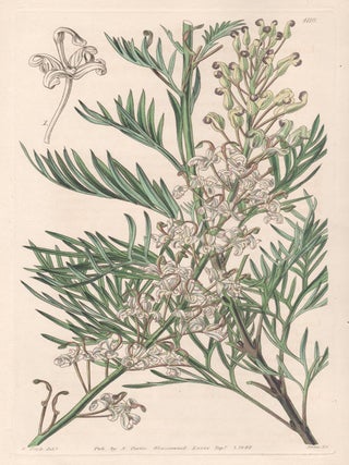 Item #2551 Lomatia Tinctoria - Dyeing Lomatia. Swan after Walter Hood Fitch