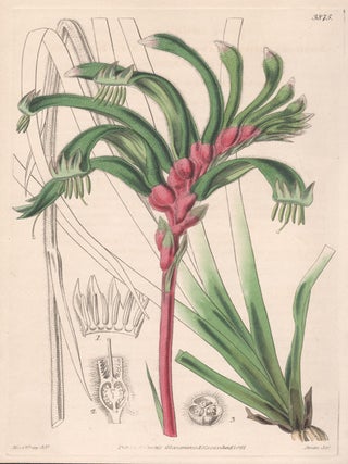 Anigozanthus Manglesii - Mr Mangles' Anigozanthus (Anigozanthos. Swan after Miss Wray.