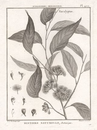 Item #2555 Eucalyptus (Eucalyptus obliqua). Robert Benard after Pierre Joseph Redoute