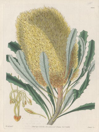 Item #2562 Banksia Media - Intermediate Banksia. Joseph Swan, after William Jackson Hooker