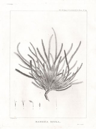 Item #2583 Banksia Nivea. Claude-Marie-Francois Dien, after Pierre Joseph Redoute