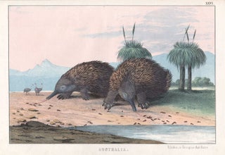 Item #2584 Australia - Echidna or Porcupine Ant-Eater. Anon