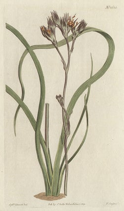 Item #2626 Haemodorum Planifolium - Dingy-flowered Haemodorum. Francis Sansom after Sydenham...