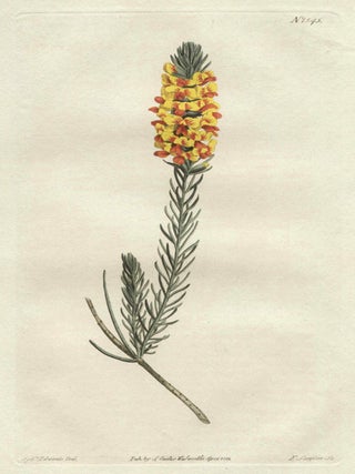 Item #2627 Dillwynia Ericifolia - Heath-Leaved Dillwynia. Francis Sansom after Sydenham Edwards,...