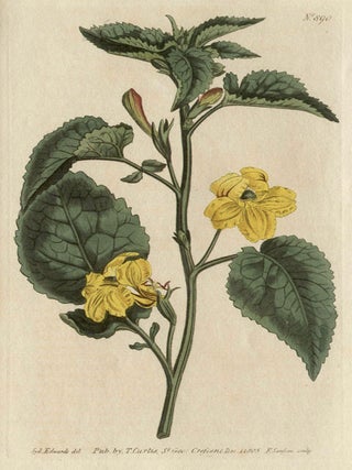 Item #2628 Goodenia Grandiflora - Large-Flowered Goodenia. Francis Sansom after Sydenham Edwards,...