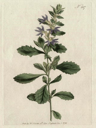 Item #2630 Goodenia Laevigata - Smooth Goodenia. Anon