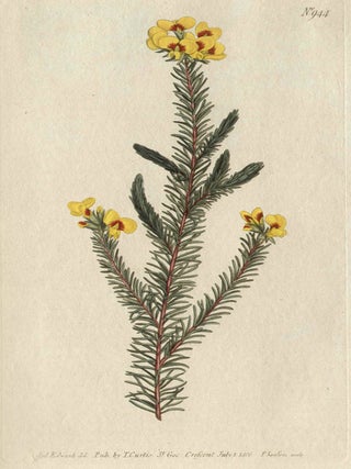 Item #2631 Dillwynia Glaberrima - Smooth-Leaved Dillwynia. Francis Sansom after Sydenham Edwards,...