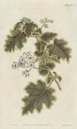 Item #2632 Lasiopetalum Solanaceum - Solanum-Leaved Lasiopetalum. Anon