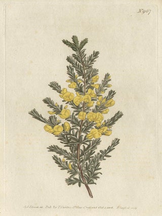 Item #2635 Pultenaea Villosa - Villous Pultenaea. Francis Sansom after Sydenham Edwards,...